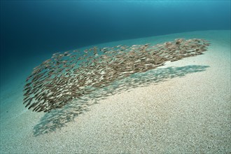 Swarm of young Striped eel Catfish