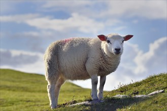 Sheep on Bray Head