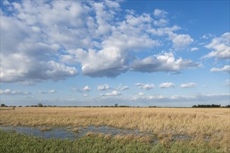 Wide landscape with reeds