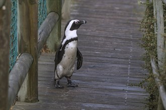 Black footed penguin