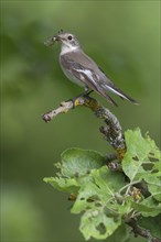 Collared flycatcher