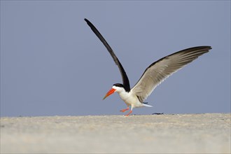 African skimmer