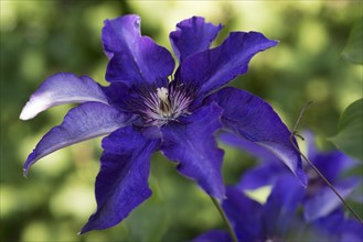 Blue blossoms of clematis