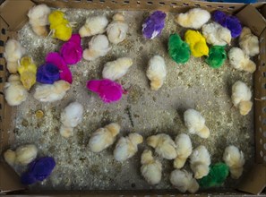 Colorfully colored chicks in tight cage