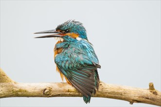 Common kingfisher