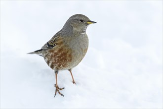 Alpine Accentor