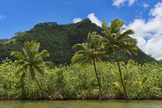 Coconut palms on lush coast