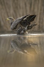 White-tailed eagle