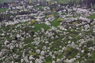 Blooming orchard