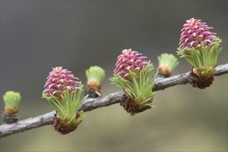 Female flowers of larch