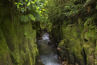 River running through Te Whaiti Nui Toi Canyon