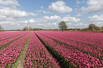 Pink tulip field in bloom near Alkmaar