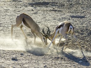 Playful fight between young impalas