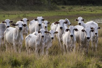 Herd of Nelore cattle on the pasture