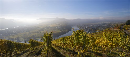 Moselschleife and vineyards