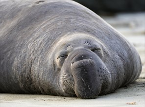 Sleeping Northern Elephant Seal