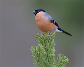 Eurasian bullfinch