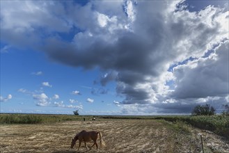 Bodden landscape with horse and cloudy sky