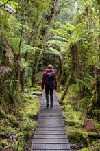 Hiker on walk through rainforest on Lake Matheson