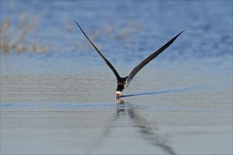 African skimmer