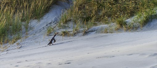 Yellow-eyed penguin