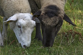 Texel sheep and black-headed sheep grazing