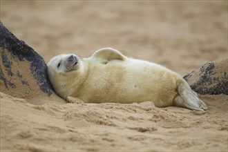 Grey seal