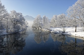 Trees with hoarfrost on the shore