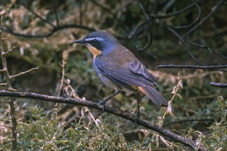 Cape robin-chat