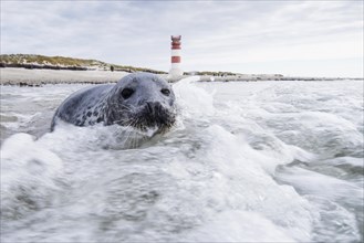 Grey seal