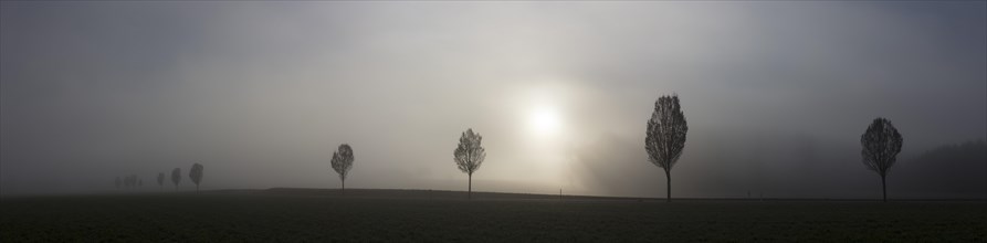 Fog and trees