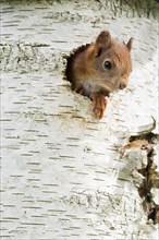 Young Eurasian red squirrel