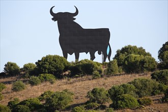 Black silhouette of a bull
