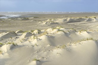 Foredunes with sand drifts