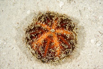 Toxic Leather Sea Urchin or Red Sea fire urchin