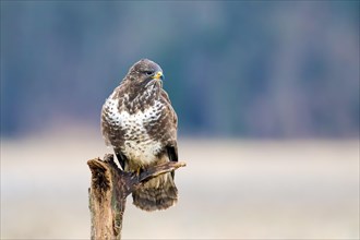 Buzzard