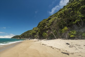 Sandy beach with tropical vegetation