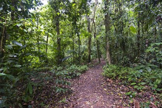 Footpath through dense rainforest