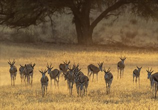 Herd of Springboks