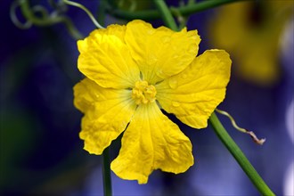 Yellow flower of telegraph plant