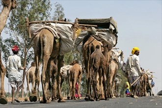 Camel caravan on road