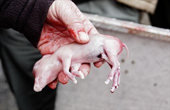 Hand holding fetus of boar