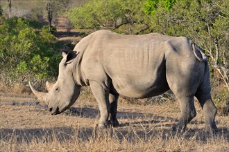 White rhinoceros or Square-lipped rhinoceros