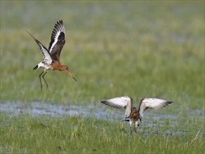 Fighting black-tailed godwits