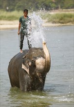 Mahut and Elephant