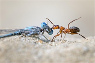 Ant with captured dragonfly as food