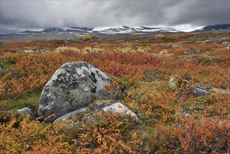 Colourful autumn landscape on the Saltfjellet