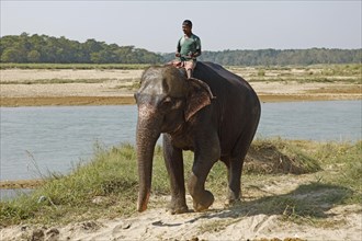 Mahut on a Elephant