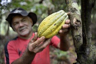 Farmer holding mature bean of cacao tree