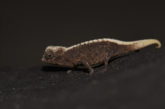 Male dwarf chameleon
